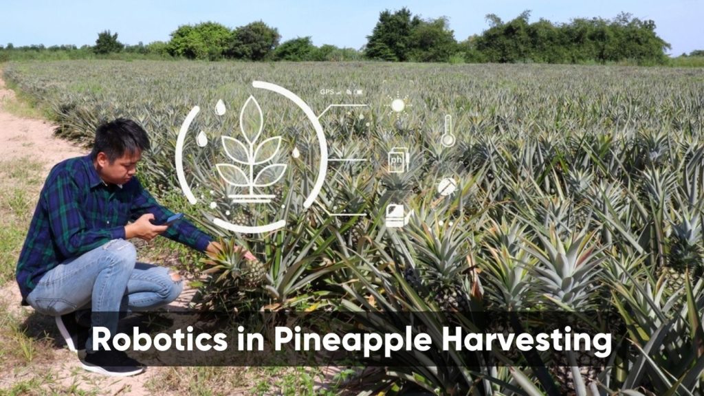 Robotics in Pineapple Harvesting
